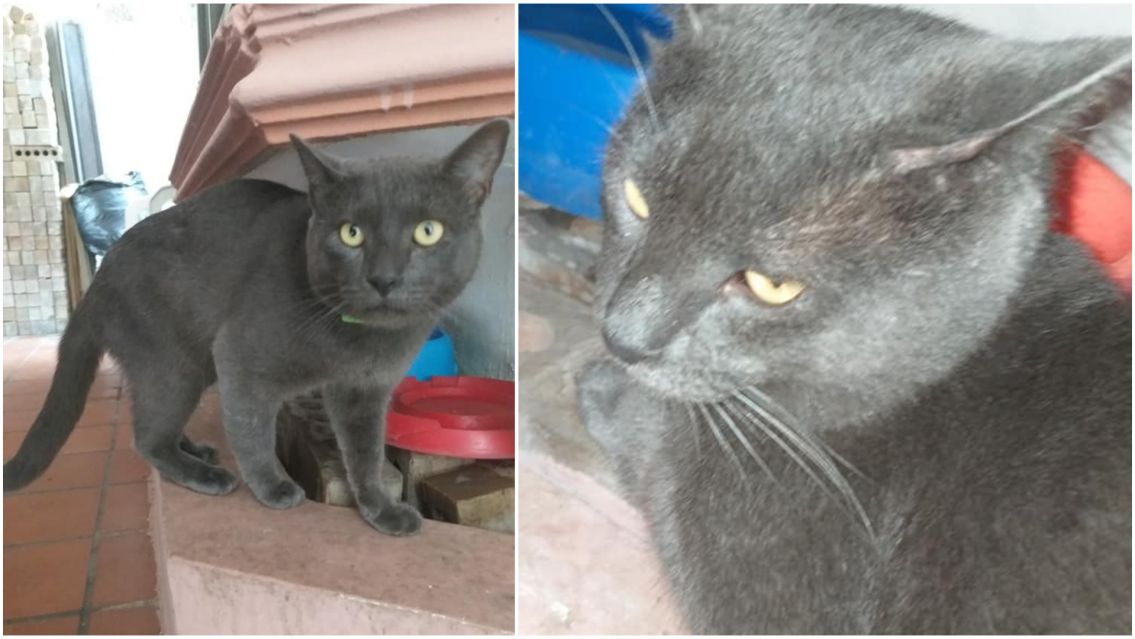 El "Michi" que llevaba una doble vida: tenía dos casas, dos nombres y dos dueñas