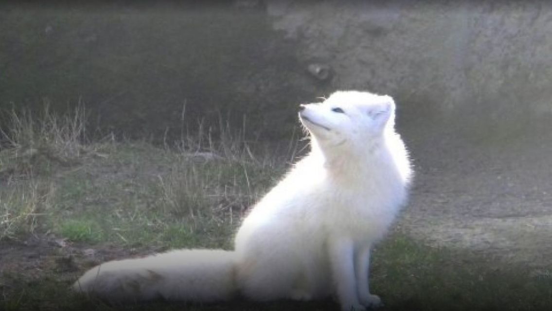 [FOTOS + VIDEO] El zorro albino que apareci� en Tierra del Fuego y cautiv� a todos