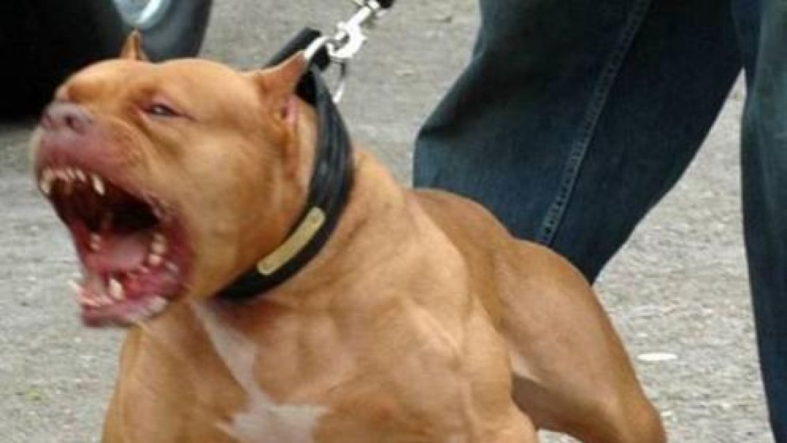 "Ladraban pero no mordían": acusan a tres pitbulls de matar a un nene