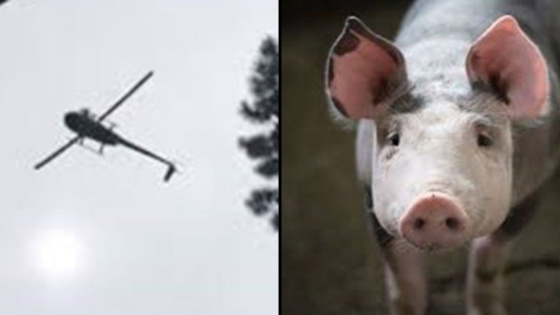 Muri� el chanchito que el due�o de Etiqueta Negra tir� desde un helic�ptero