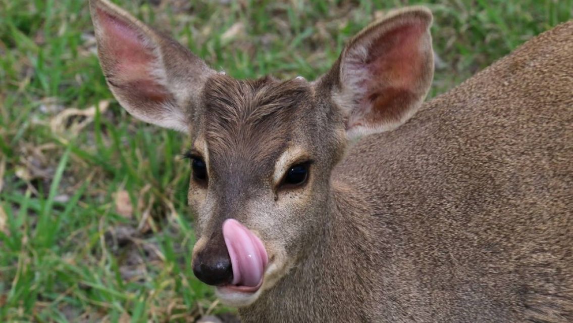 CAFAJu es el refugio jujeño de animales al que podes ir con tus hijos