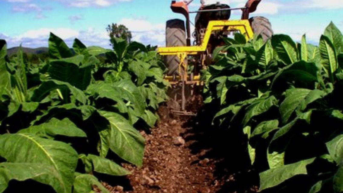 Tabacaleros de Jujuy en alerta: "Estamos en una situación límite"