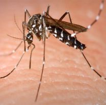 En Jujuy se registraron 307 casos de dengue en lo que va del año