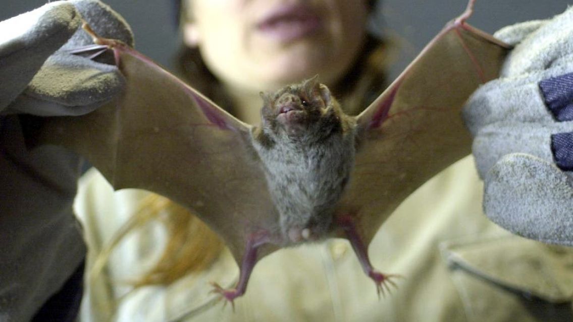 En China volvieron a vender carne de murciélago a pesar del coronavirus