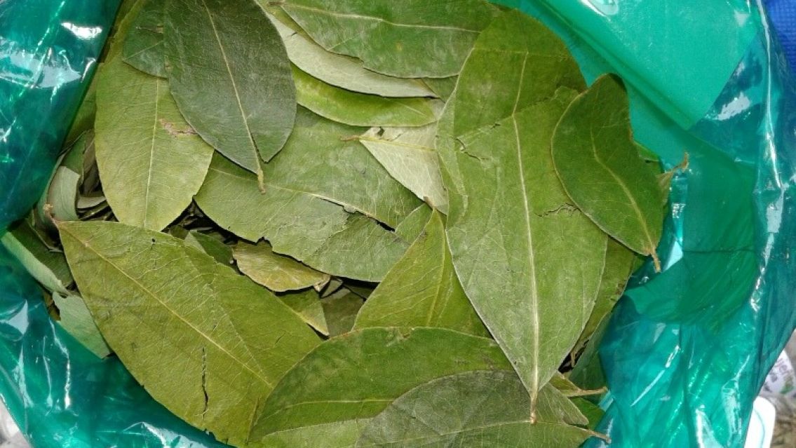 C�mo conseguir coca gratis en Jujuy: m�s f�cil de lo que esperabas