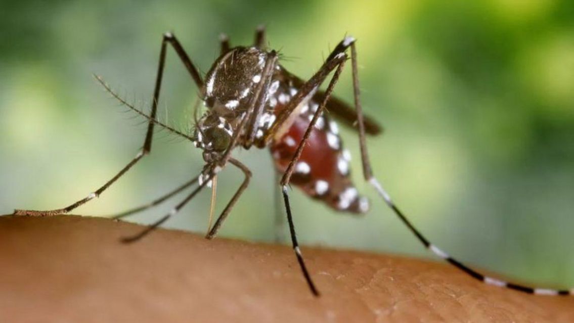 Confirmaron tres nuevos casos de Chikungunya en Jujuy: uno es en Alto Comedero