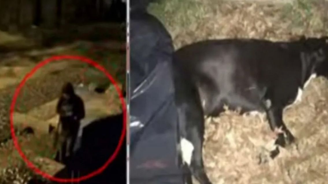 Ex diputado fue filmado cuando mataba a una perrita