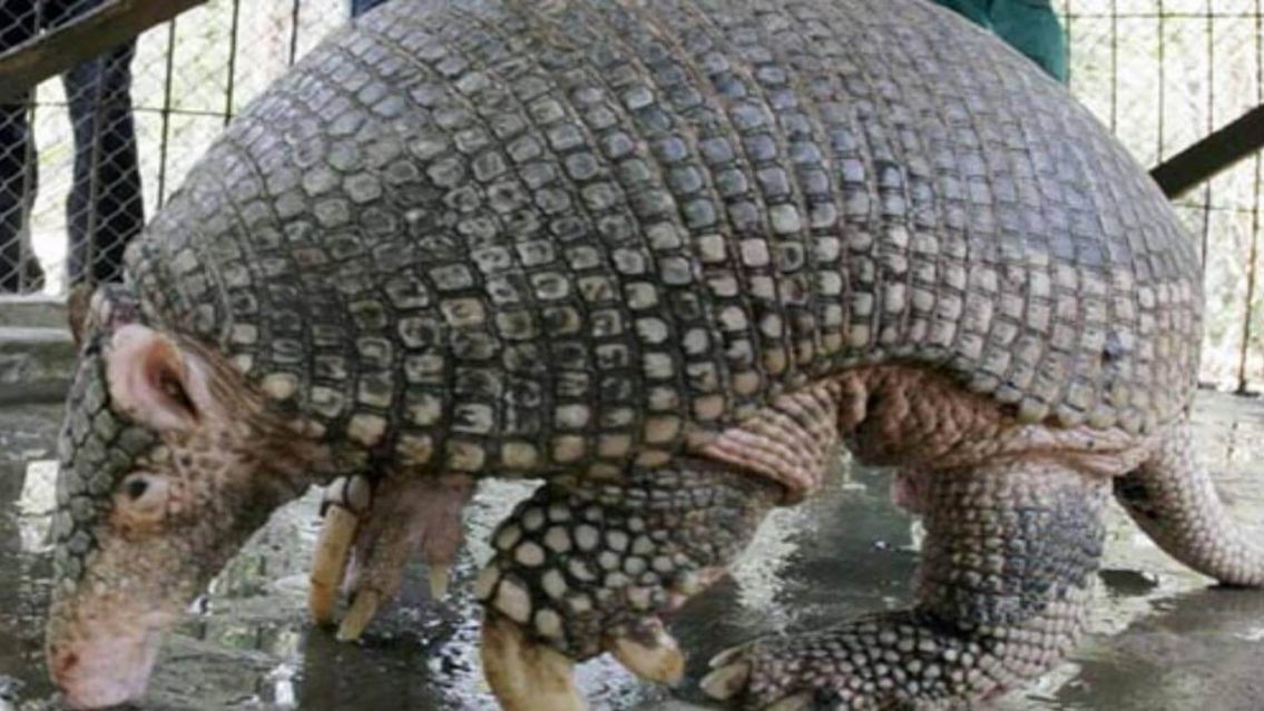 Los 10 animales argentinos en peligro de extinci�n: Hay varios que habitan en Jujuy