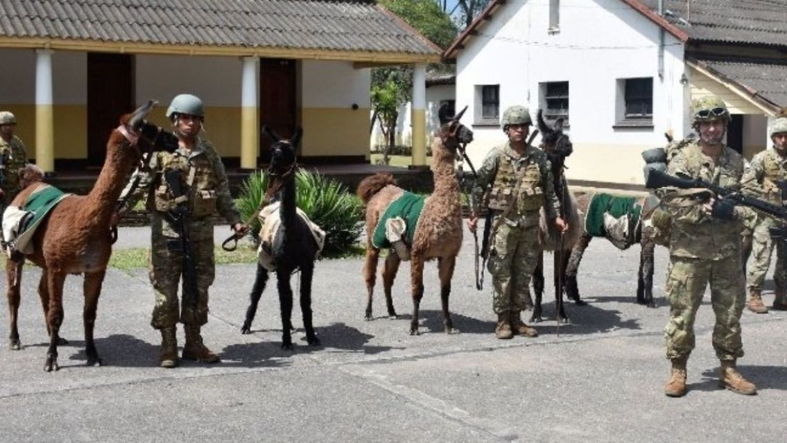 Explicaron la razón por la que el Ejército utiliza llamas para custodiar la frontera