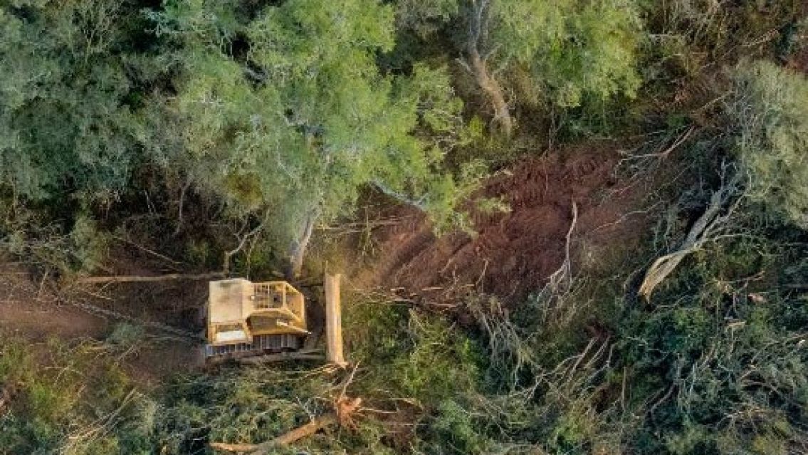 Ley de Bosques: el presupuesto 2021 destina 2 pesos por mes para cuidar una hect�rea