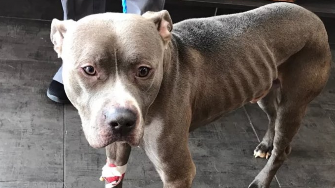 El dram�tico rescate a la abuelita  atacada por un pitbull: "Ten�a el brazo..."