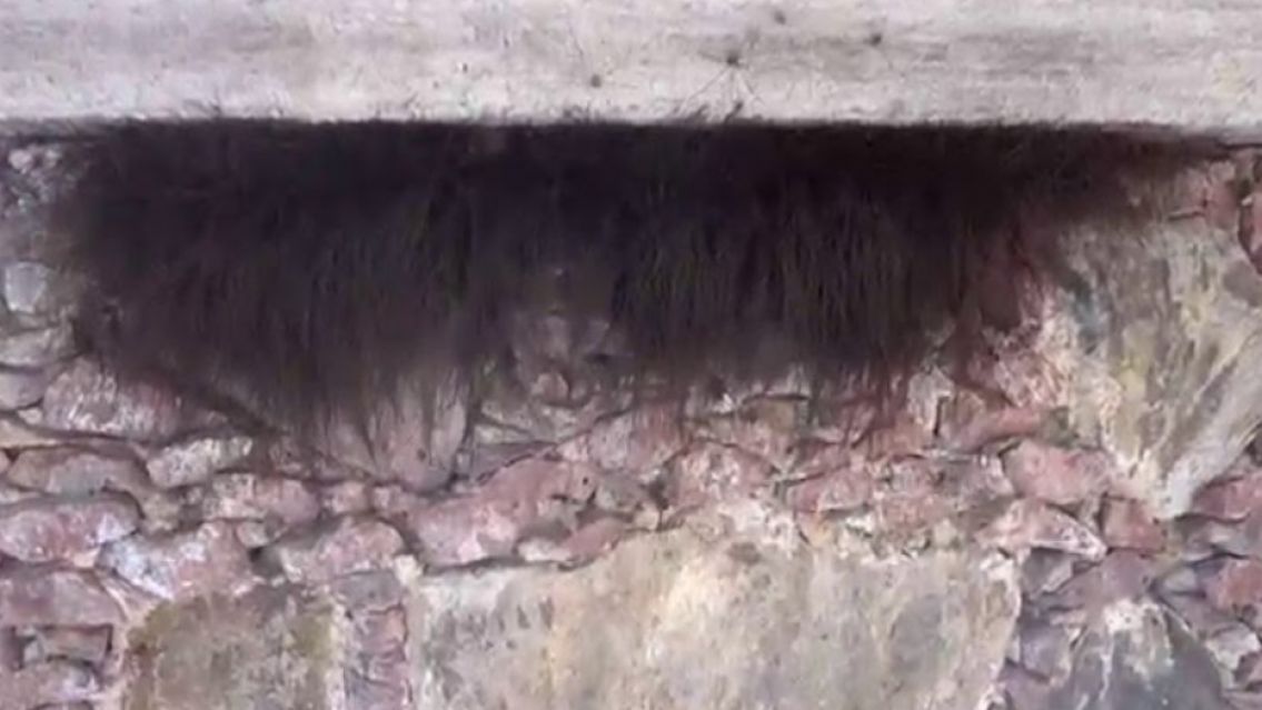 La extra�a "barba" que nunca ten�s que tocar si ves en un �rbol o pared