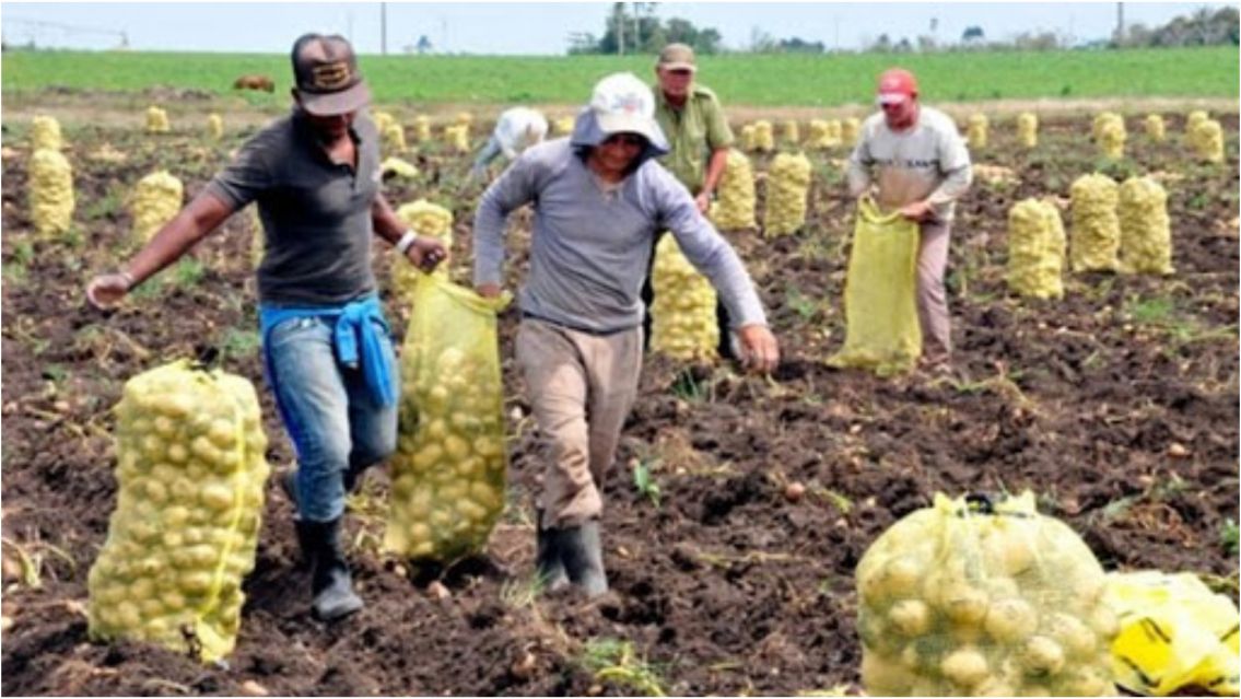 Necesitan 4.000 cosecheros de papa y oliva: hay buena paga