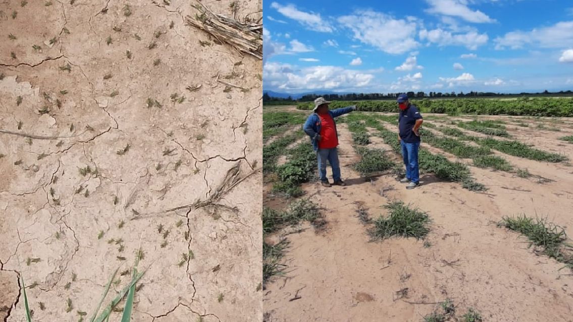 Una plaga pone en peligro a productores jujeños: "Si la ves, avisá urgente"