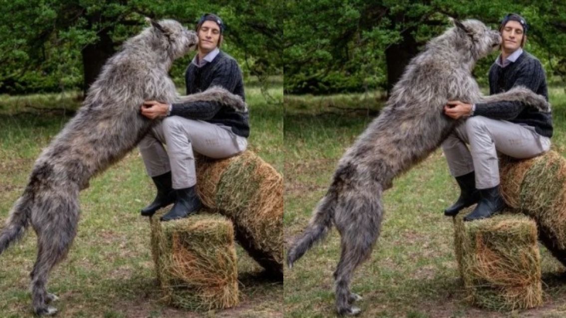 El perro gigante de Ivan de Pineda: una raza car�sima que muy pocos tienen 