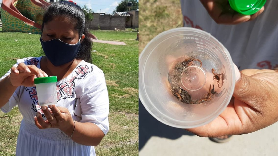 Barrio jujeño se llenó de alacranes y los vecinos están desesperados