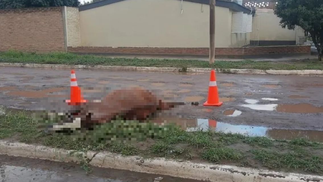 Explotó al caballo hasta que no pudo más y entonces lo mató a golpes