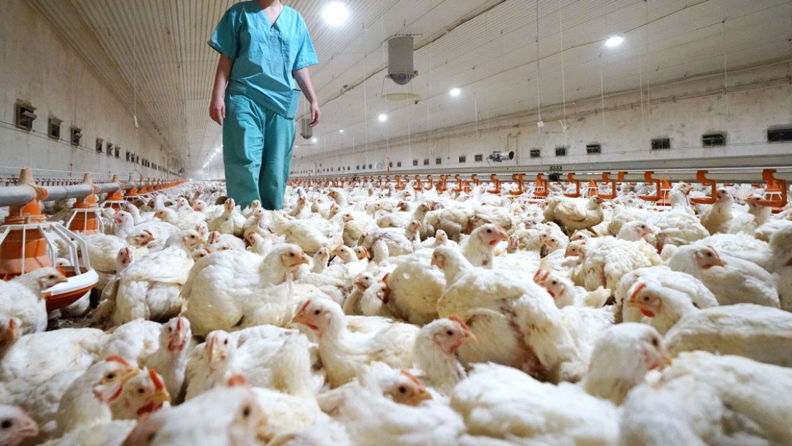 Alerta mundial: detectan el primer caso de transmisi�n de la gripe aviar H5N8 a seres humanos