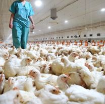 Alerta mundial: detectan el primer caso de transmisi&oacute;n de la gripe aviar H5N8 a seres humanos