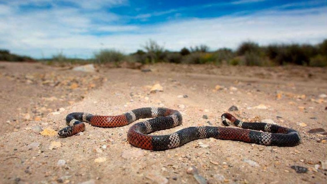 Te mostramos las 3 especies de serpientes más venenosas que hay en Jujuy