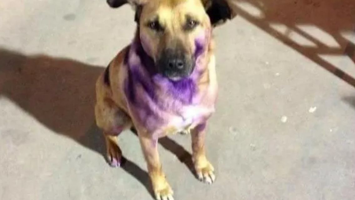 Feministas vuelven a pintar de morado a perro por 8M