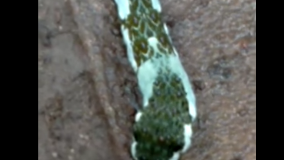 ¿Un alien?: El gusano más extraño se apareció en un barrio de Jujuy