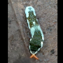 &iquest;Un alien?: El gusano m&aacute;s extra&ntilde;o se apareci&oacute; en un barrio de Jujuy&nbsp; 