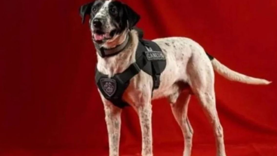 "Falopa", el perro policía de Jujuy que es furor en las redes sociales