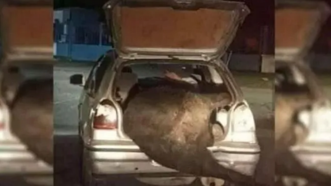 Volc� un cami�n con ganado y se llevaron una vaca en el ba�l del auto
