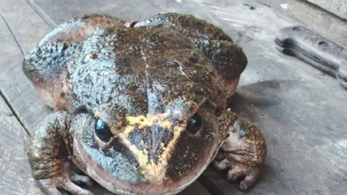 Hallaron un sapo del tamaño de un "bebé humano". Mucho más grande que un rococó