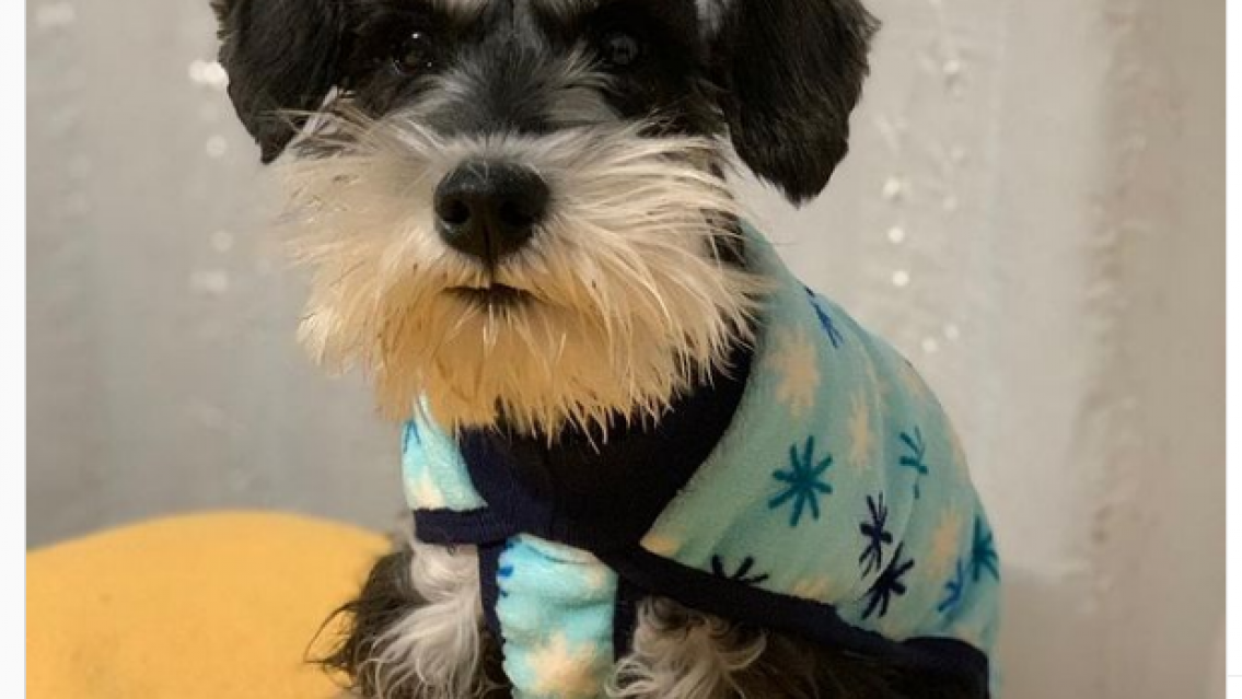 Paga mil d�lares de recompensa por su perrito perdido. La due�a est� desesperada 