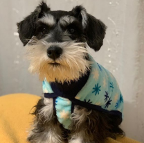 Paga mil dólares de recompensa por su perrito perdido. La dueña está desesperada