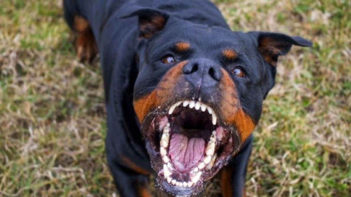 Bebé de meses fue atacado hasta la muerte por Rottweilers de su propia familia