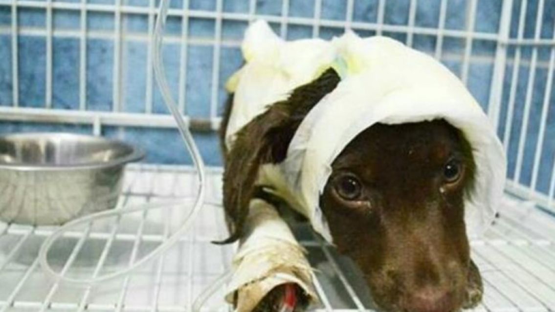 Un jujeño dejó a un perrito al borde de la muerte luego de atacarlo a patadas