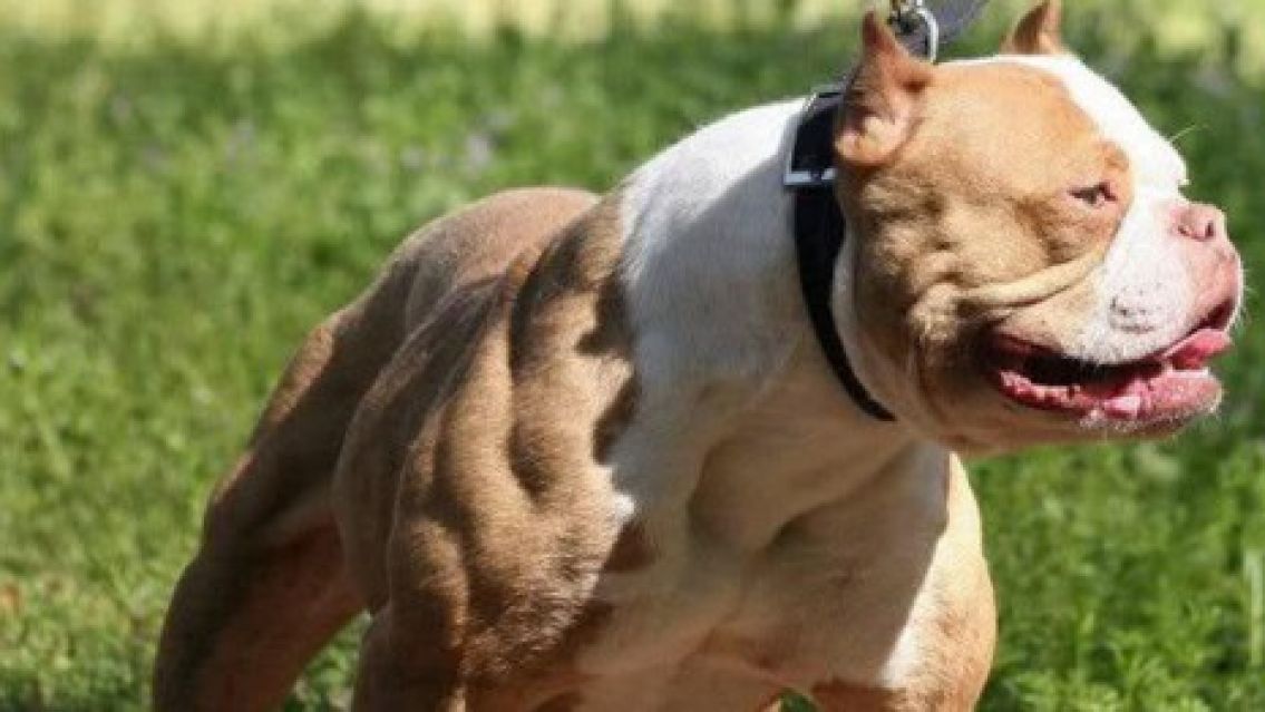 Nene de 8 a�os sufri� un feroz ataque de�un pitbull en Jujuy: ingres� grav�simo