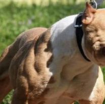 Nene de 8 años sufrió un feroz ataque de un pitbull en Jujuy: ingresó gravísimo