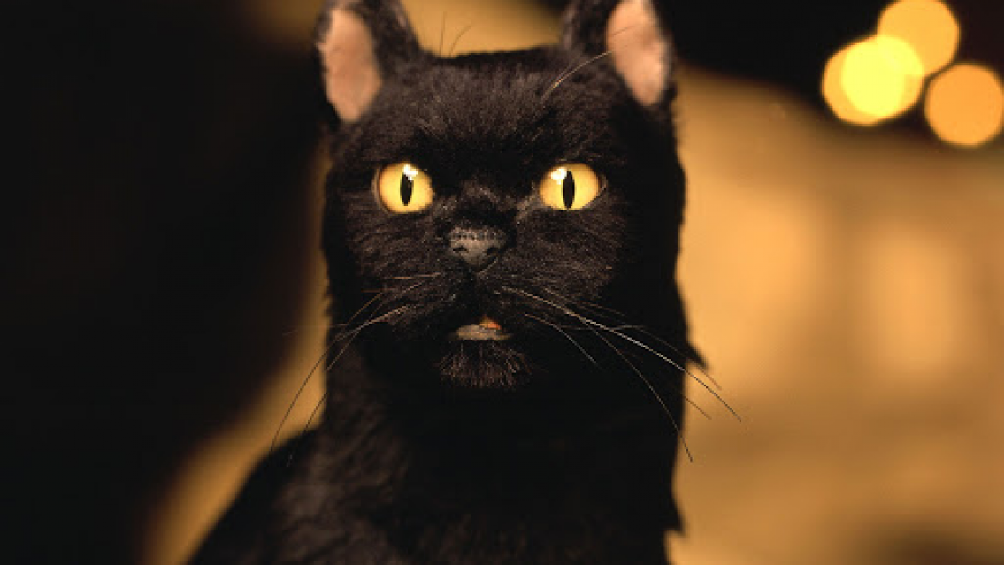 Brujer�a: su gato muri�, lo cremaron y al mes volvi� a la casa sano y salvo