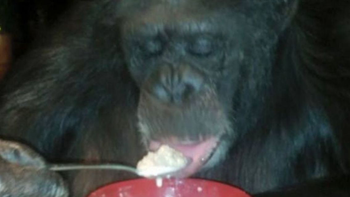 Dejaron como colador a un mono después de que atacara y mutilara a su dueña