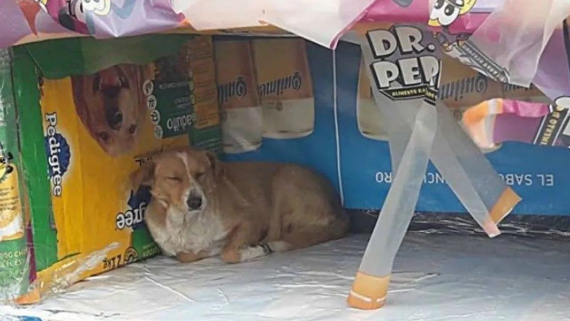 Piden los pasacalles a los políticos para armar cuchas para los perritos