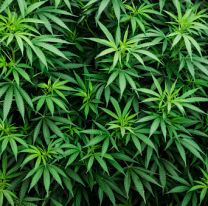 Mega estrella de la m&uacute;sica, compr&oacute; 1.000 d&oacute;lares de marihuana en 20 minutos