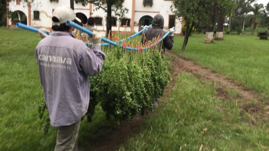 Jujuy anunci� una plantaci�n gigante de cannabis medicinal