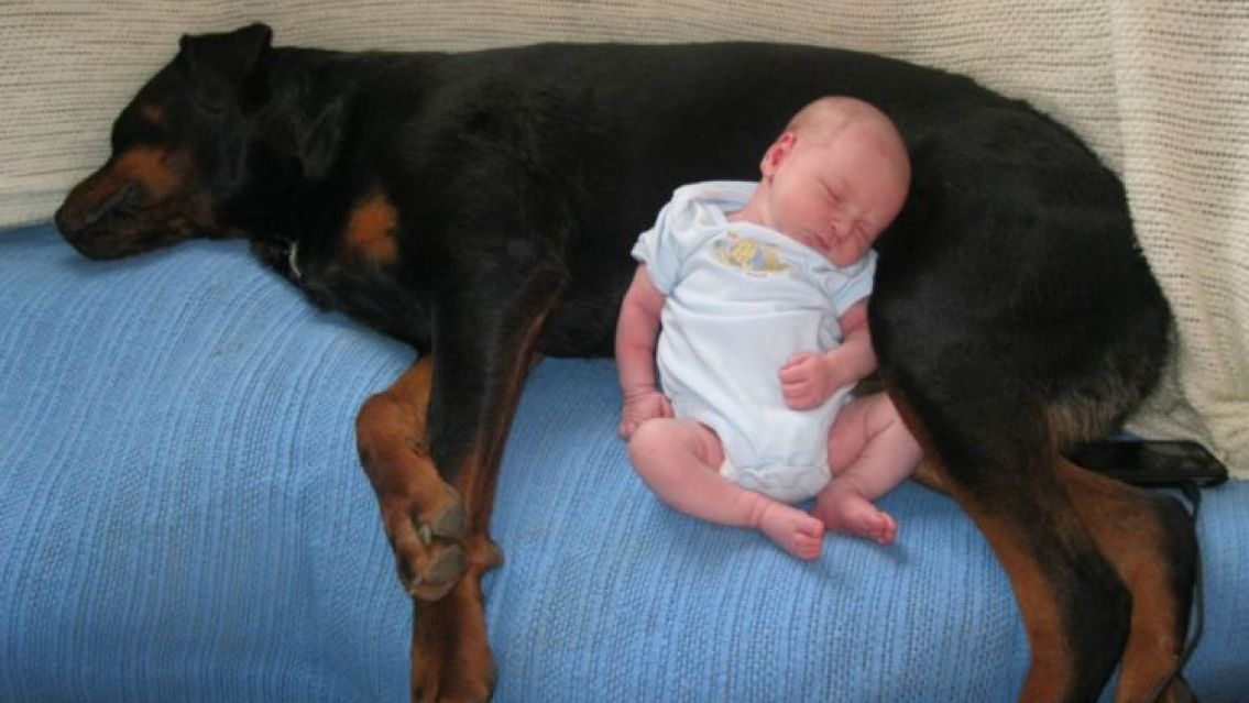 Un rottweiler cuid� a un beb� reci�n nacido durante toda una noche