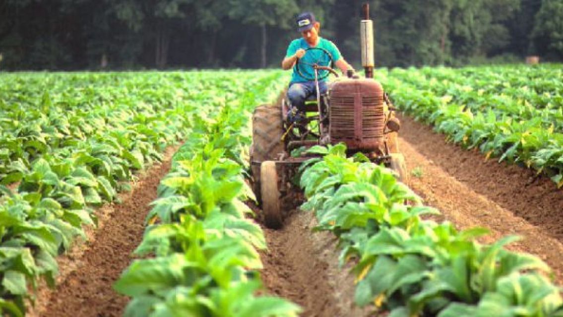 Tabacaleros de Jujuy enojados con los cigarrillos que no pagan impuestos