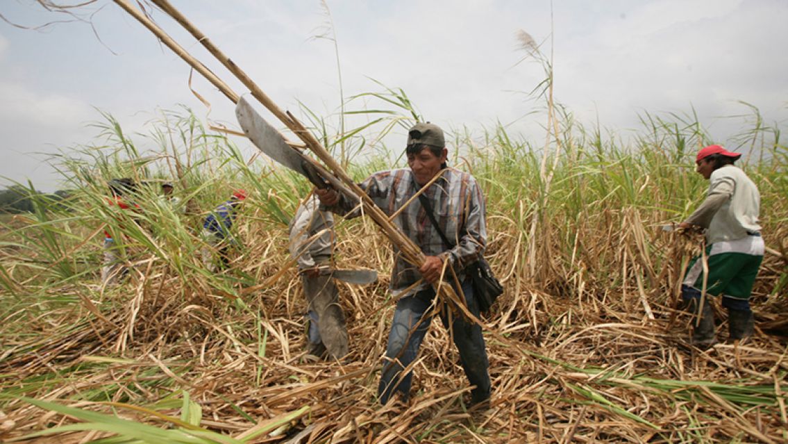 Productores juje�os advierten enormes p�rdidas y piden ayuda al Gobierno