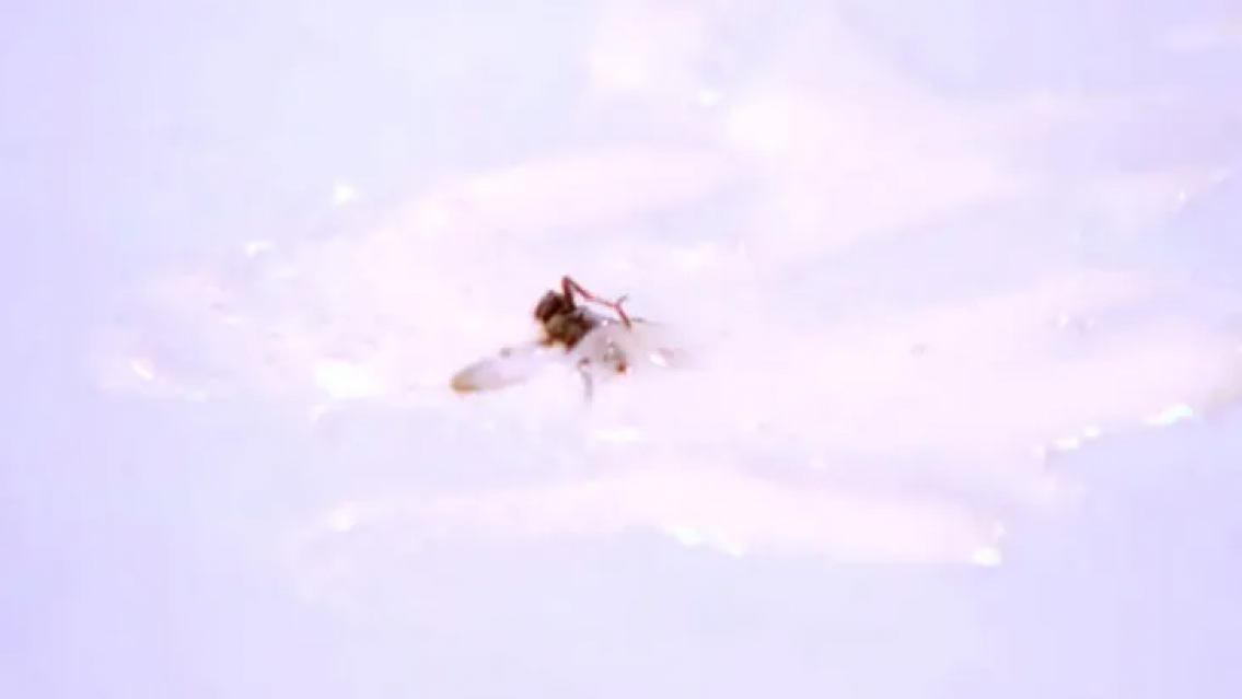 �Asco total! Una mosca en uno de los platos de Bake Off. Se vio todo por tv