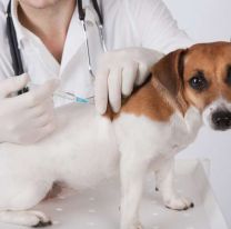 Las 50 veterinarias de Jujuy donde podés vacunar gratis a tu perro o gato contra la rabia 