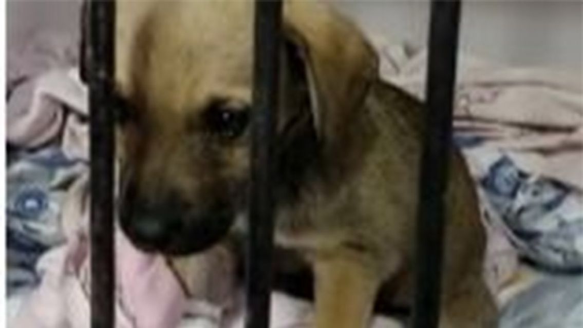 Perrita fue encontrada deshidratada en Jujuy y necesita de la ayuda de todos