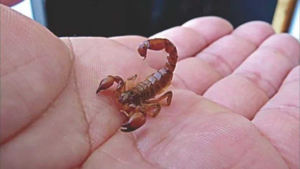 Sus compañeros le colocaron un alacrán en la panza: El niño quedó internado