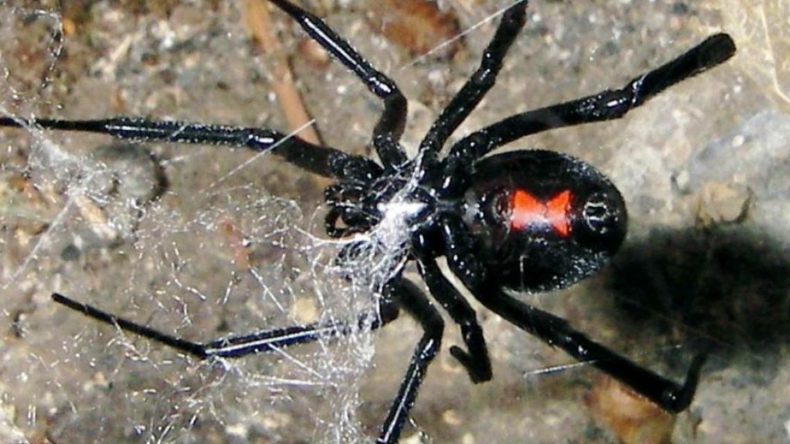 Norteña se acostó a dormir y le picó una "viuda negra": desesperación total