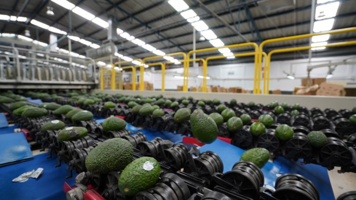 �Atenci�n! Prohibieron las paltas por este motivo: hablan expertos en la materia